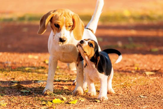 柴犬でもチワワでもない 飼いやすさno 1のワンちゃんは おすすめ犬種ランキングbest30選 360life サンロクマル