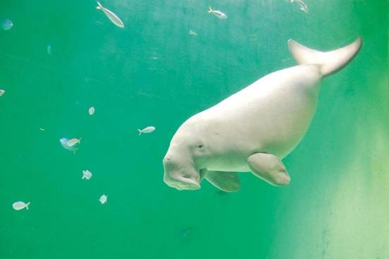 21年 かわいい 動物 いきもの人気ランキング30選 動物園 水族館で会える 360life サンロクマル