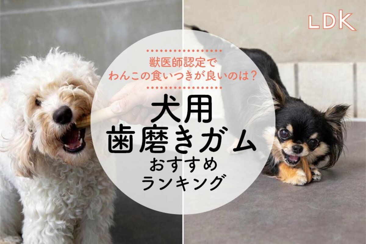 犬用ガム オファー 靴