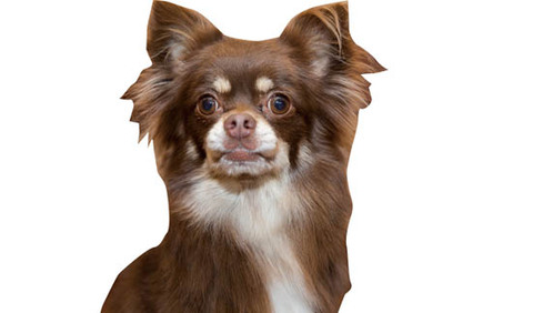 ドッグトレーナーと犬が本気で選んだ オススメおもちゃ8製品比較 360life サンロクマル