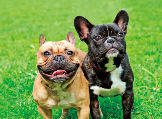 柴犬でもチワワでもない 飼いやすさno 1のワンちゃんは おすすめ犬種ランキングbest30選 360life サンロクマル