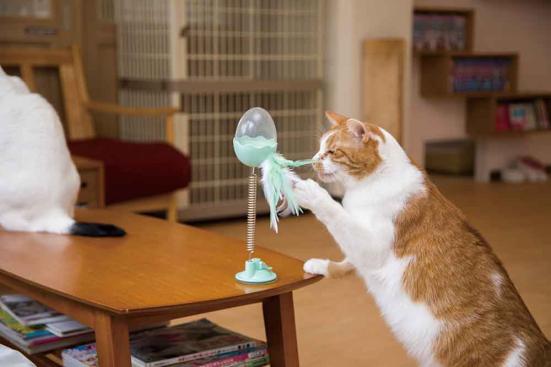 猫が夢中 Amazonで買える 楽しいネコおもちゃ 2選 ネットの評判グッズを猫とプロがテスト 360life サンロクマル 猫が夢中 Amazonで買える 楽しいネコおもちゃ 2選 ネットの評判グッズを猫とプロがテスト 360life サンロクマル