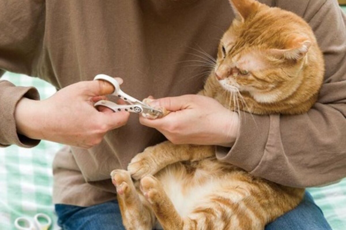 猫用ハサミ型爪切りのおすすめ3選。初心者飼い主さんも使いやすいのは？