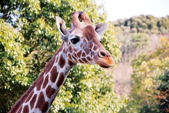 年 関東地方の動物園 水族館おすすめランキング28選 デートや家族で行きたい人気スポットを紹介 360life サンロクマル