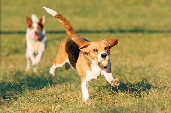 柴犬でもチワワでもない 飼いやすさno 1のワンちゃんは おすすめ犬種ランキングbest30選 360life サンロクマル