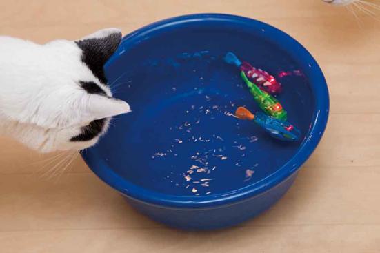 猫が夢中 Amazonで買える 楽しいネコおもちゃ 2選 ネットの評判グッズを猫とプロがテスト 360life サンロクマル 猫が夢中 Amazonで買える 楽しいネコおもちゃ 2選 ネットの評判グッズを猫とプロがテスト 360life サンロクマル