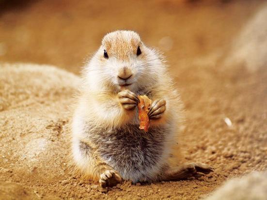 プロ厳選 東京都の動物園 水族館おすすめランキング11選 デートや家族で行きたい人気スポットを紹介 360life サンロクマル