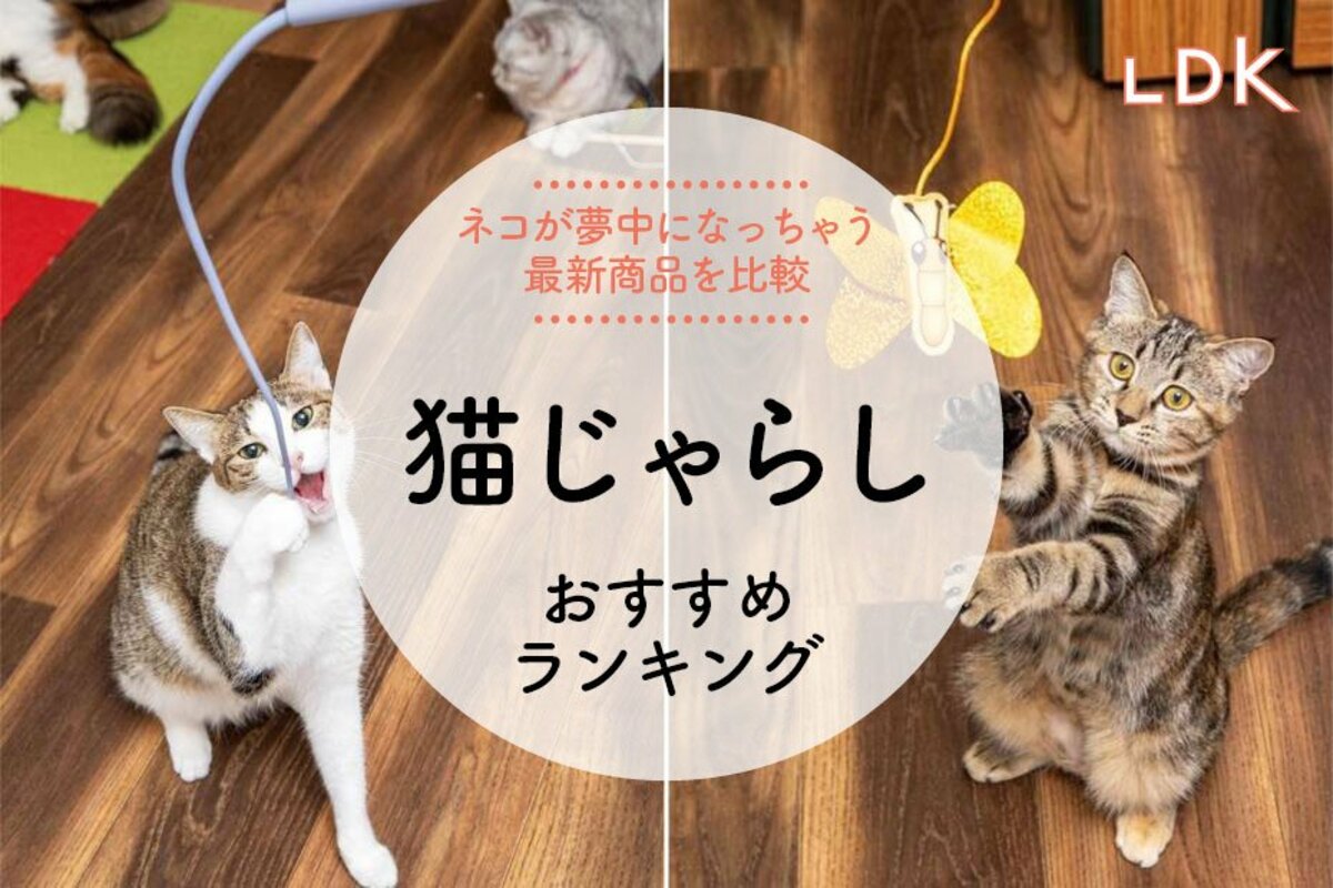おまとめ中ジャンピング猫フルーツ