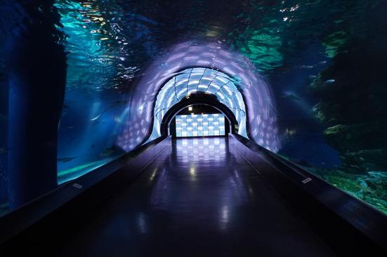 「水族館で生き物のベストショットを撮る」4