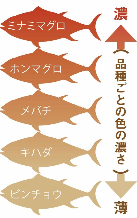 キハダ ビンチョウ メバチ 高級まぐろはどれか わかりますか 360life サンロクマル