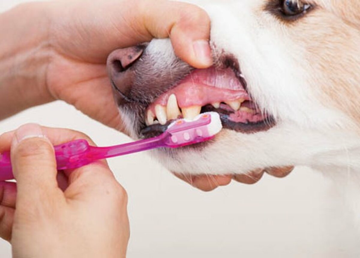 犬口ケア ティースブラシ