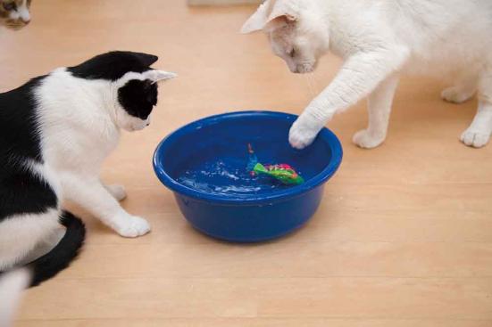 猫が夢中 Amazonで買える 楽しいネコおもちゃ 2選 ネットの評判グッズを猫とプロがテスト 360life サンロクマル 猫が夢中 Amazonで買える 楽しいネコおもちゃ 2選 ネットの評判グッズを猫とプロがテスト 360life サンロクマル