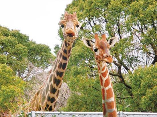 専門家が選ぶ動物園 水族館おすすめランキング30選 デートや家族で行きたい人気スポットを紹介 360life サンロクマル