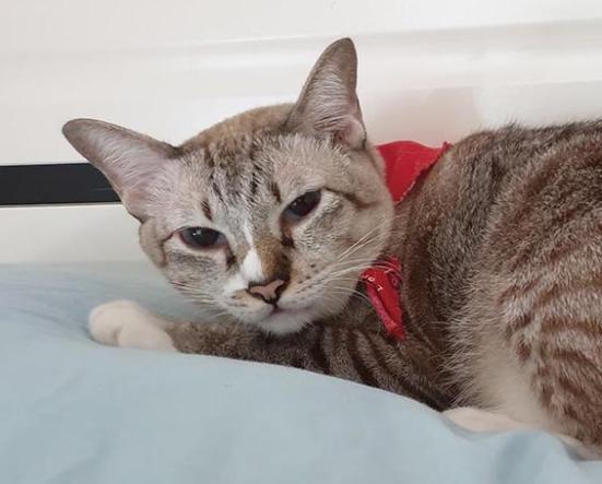 22年 猫用ドライフードのおすすめ24選 ネコが好む人気商品を徹底比較 360life サンロクマル