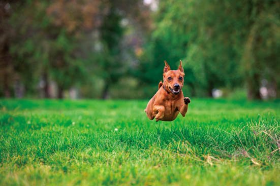 柴犬でもチワワでもない 飼いやすさno 1のワンちゃんは おすすめ犬種ランキングbest30選 360life サンロクマル