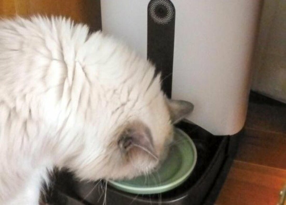 ネコ自動給餌機 カメラ付き餌ロボ カリカリマシーン って便利ですか ネットの評判グッズを猫とプロがテスト 360life サンロクマル