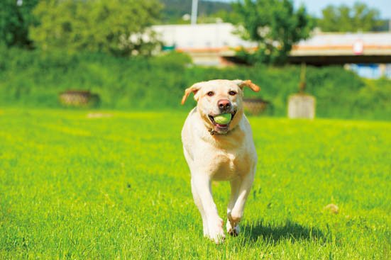 柴犬でもチワワでもない 飼いやすさno 1のワンちゃんは おすすめ犬種ランキングbest30選 360life サンロクマル