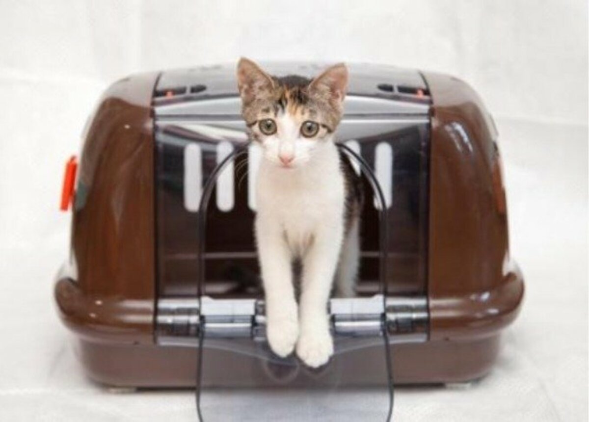 子猫のときは必須 猫用キャリーバッグおすすめ7選 猫専門の獣医師が4000円以下の人気製品を比較 360life サンロクマル