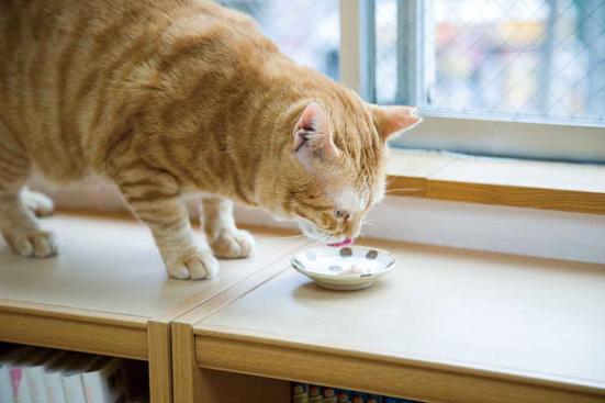 猫が夢中 Amazonで買える 楽しいネコおもちゃ 2選 ネットの評判グッズを猫とプロがテスト 360life サンロクマル 猫が夢中 Amazonで買える 楽しいネコおもちゃ 2選 ネットの評判グッズを猫とプロがテスト 360life サンロクマル