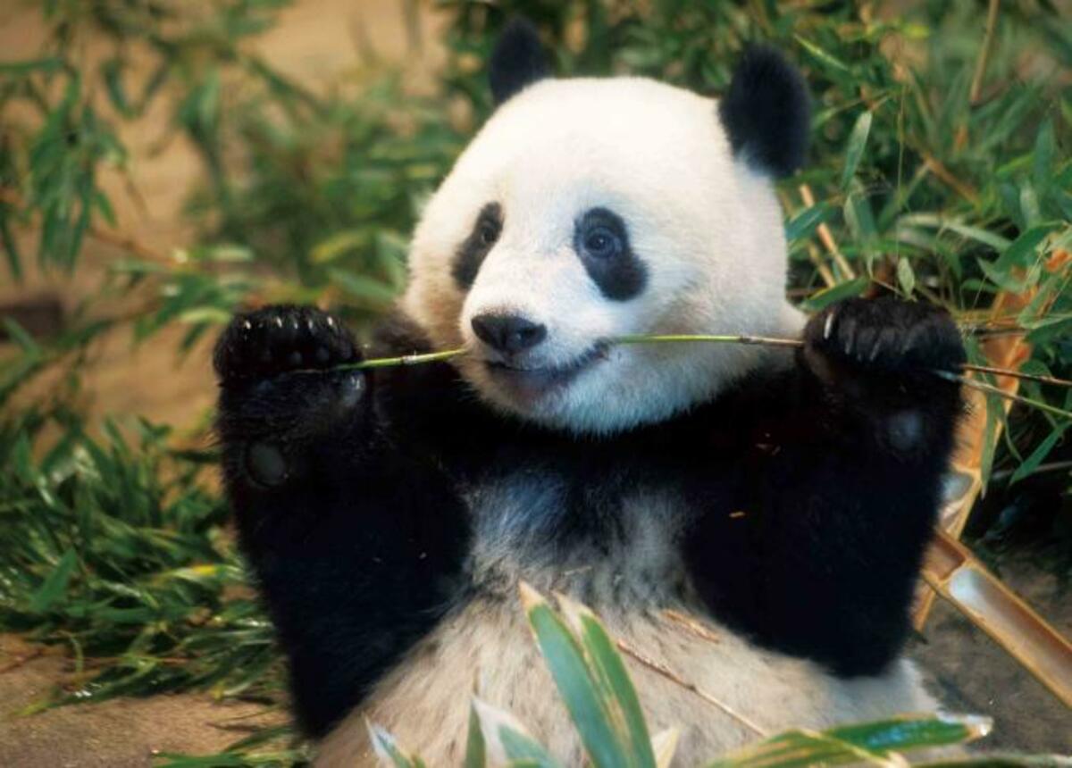 プロ厳選 東京都の動物園 水族館おすすめランキング11選 デートや家族で行きたい人気スポットを紹介 360life サンロクマル プロ厳選 東京都の動物園 水族館おすすめランキング11選 デートや家族で行きたい人気スポットを紹介 360life サンロクマル