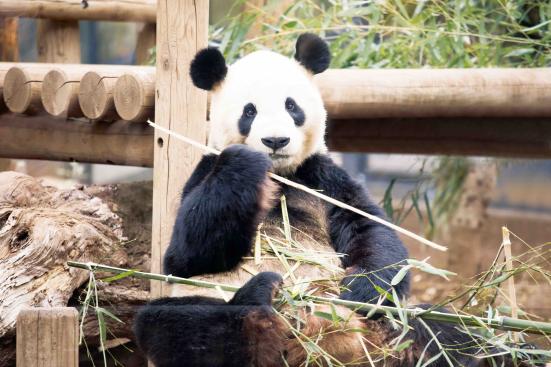 21年 かわいい 動物 いきもの人気ランキング30選 動物園 水族館で会える 360life サンロクマル