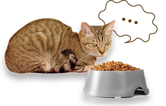 22年 猫用ドライフードのおすすめ24選 ネコが好む人気商品を徹底比較 360life サンロクマル